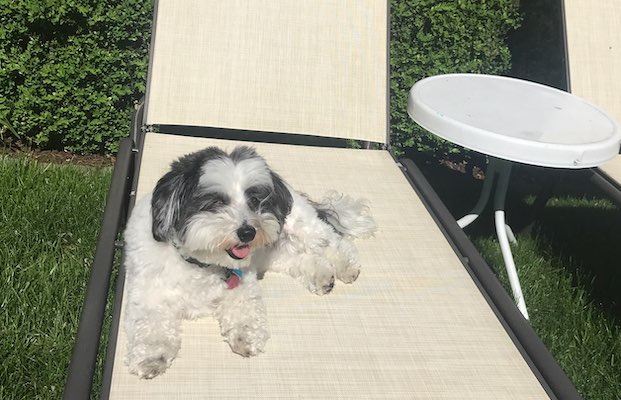 Lola the Micropanda, a Havanese pupper, sitting on a lawn chair