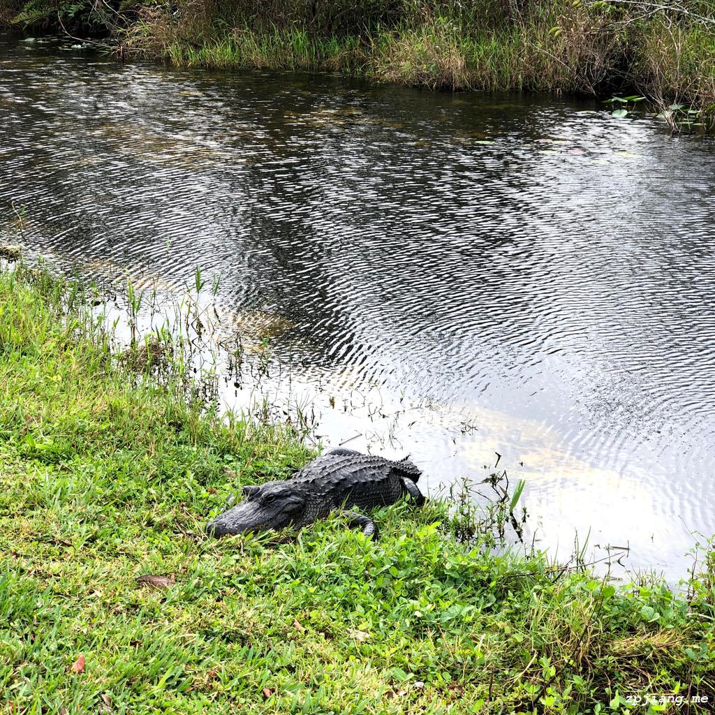 Alligator come out after rain, resting along the river side.