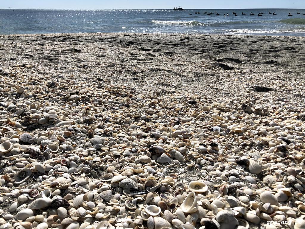 Blind Pass Beach Shells