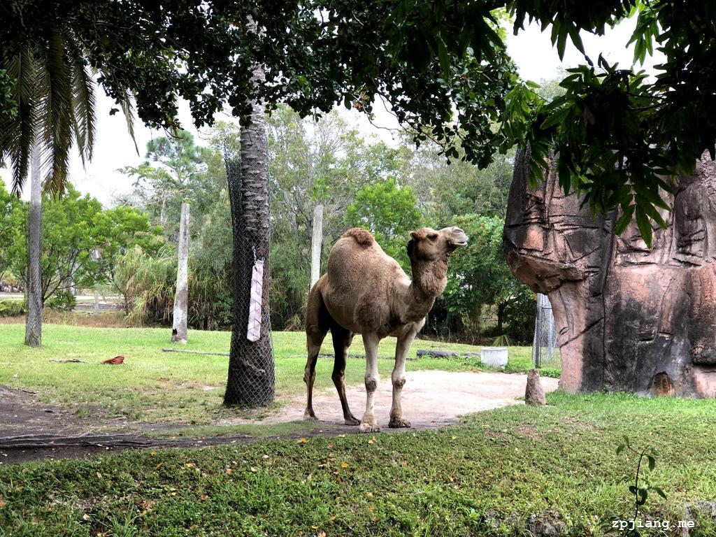 Camel in the zoo.