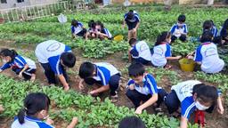 MỘT MÀU XANH, MÀU CỦA HI VỌNG