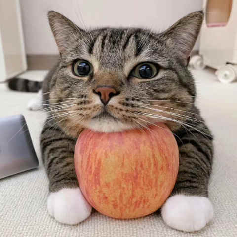 catapple.jpg