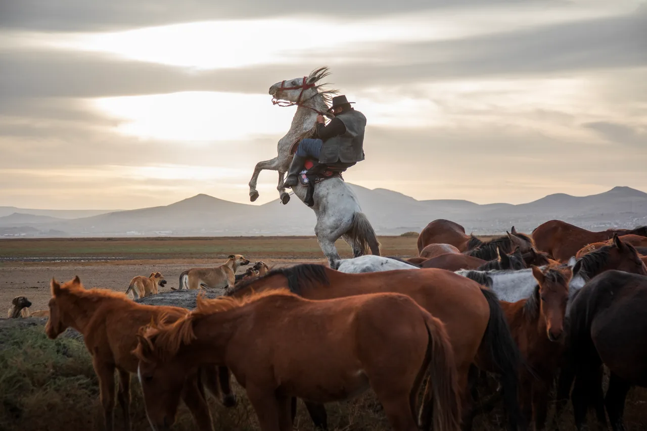 A rider on a rearing white horse rises above a herd of brown horses on a wide plain beneath hazy mountains.