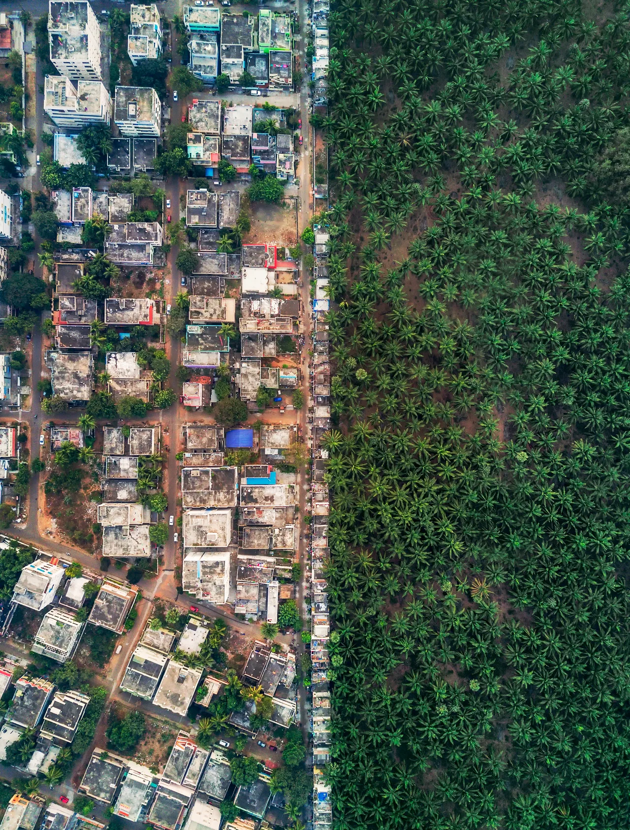 A vertical aerial view shows dense residential roofs meeting an ordered palm plantation along a sharp boundary.