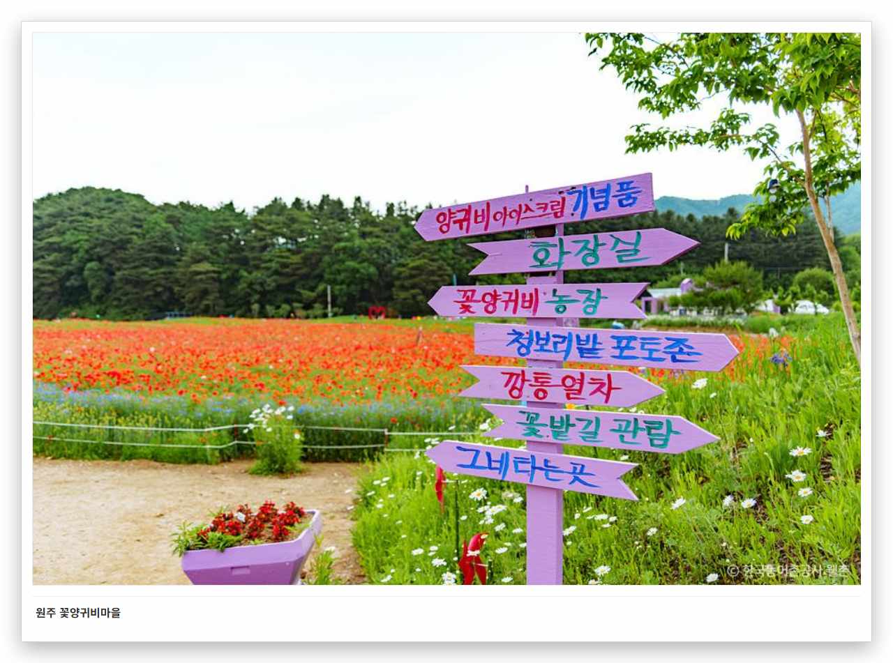 원주 꽃양귀비마을