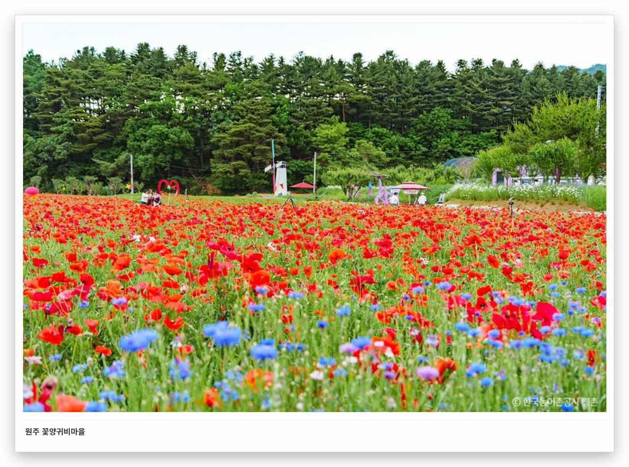 원주 꽃양귀비마을