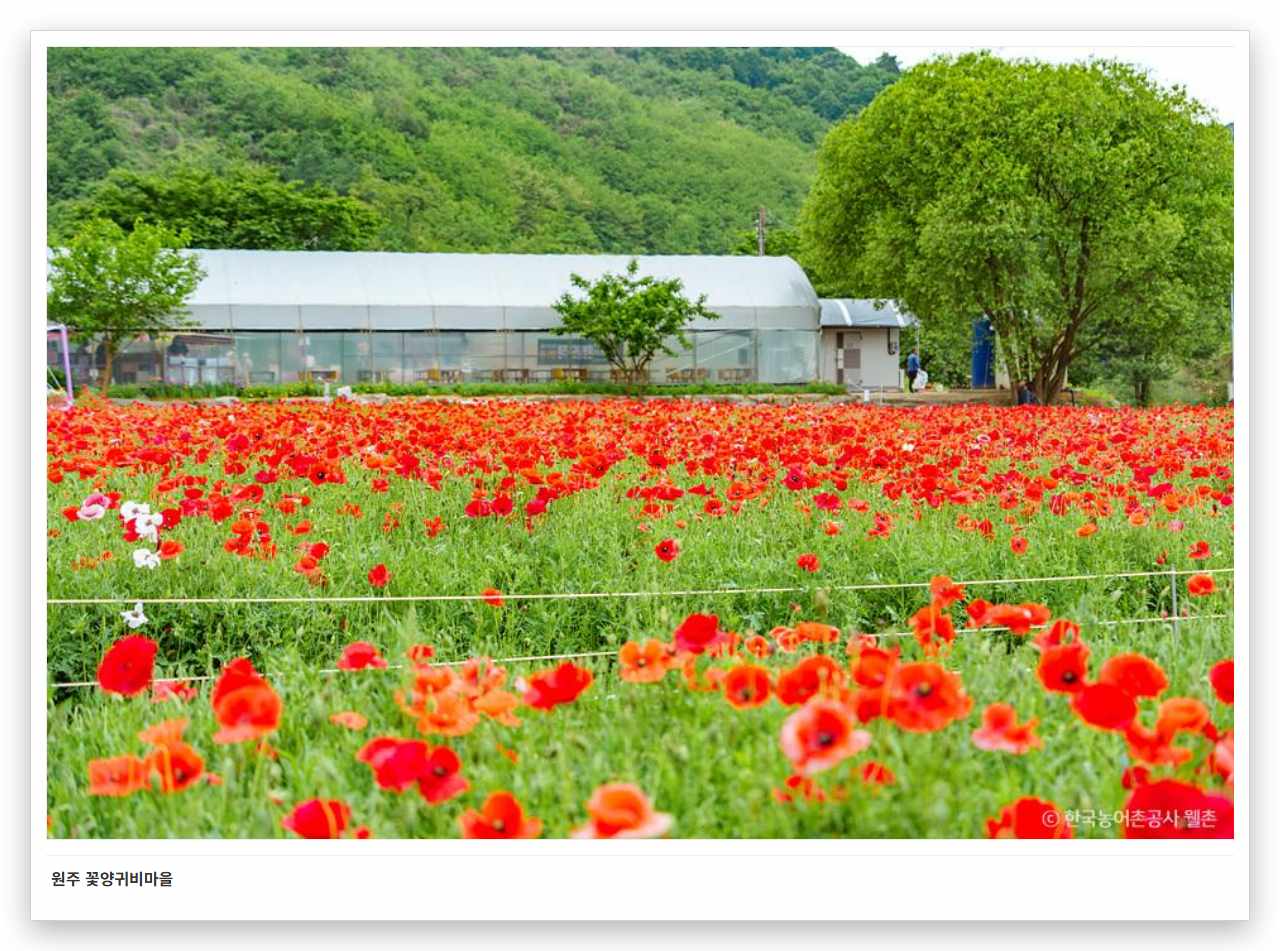 원주 꽃양귀비마을