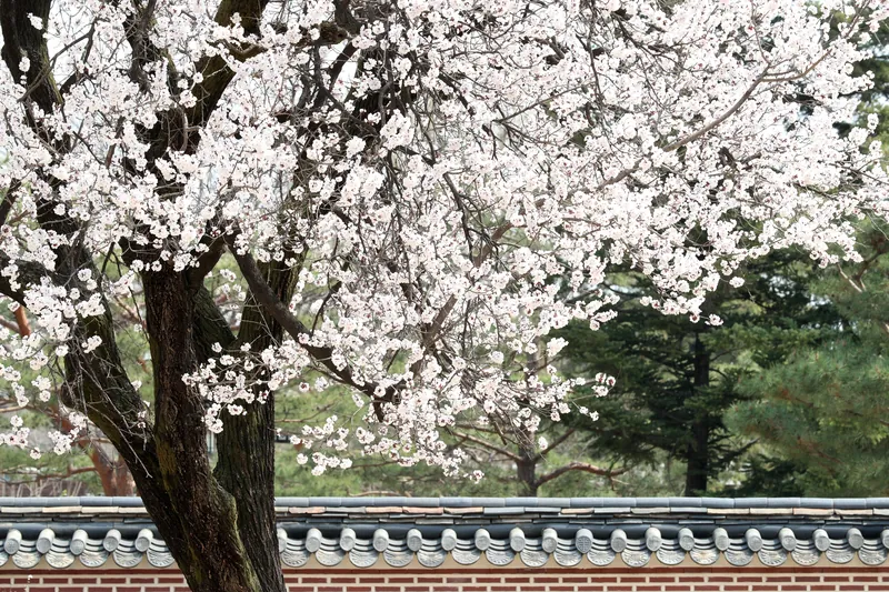 경복궁