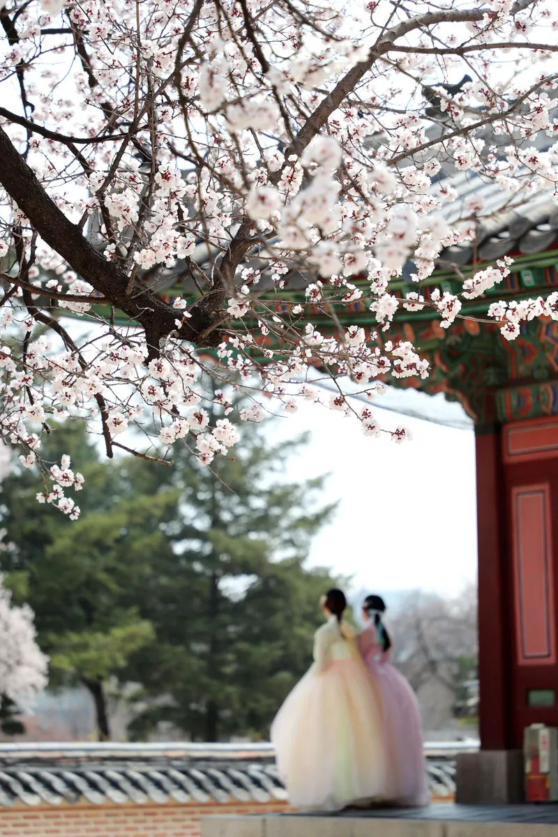 경복궁 벚꽃 (사진:한국관광공사)