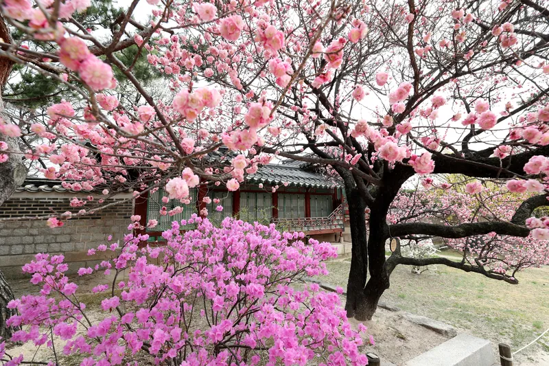 창덕궁