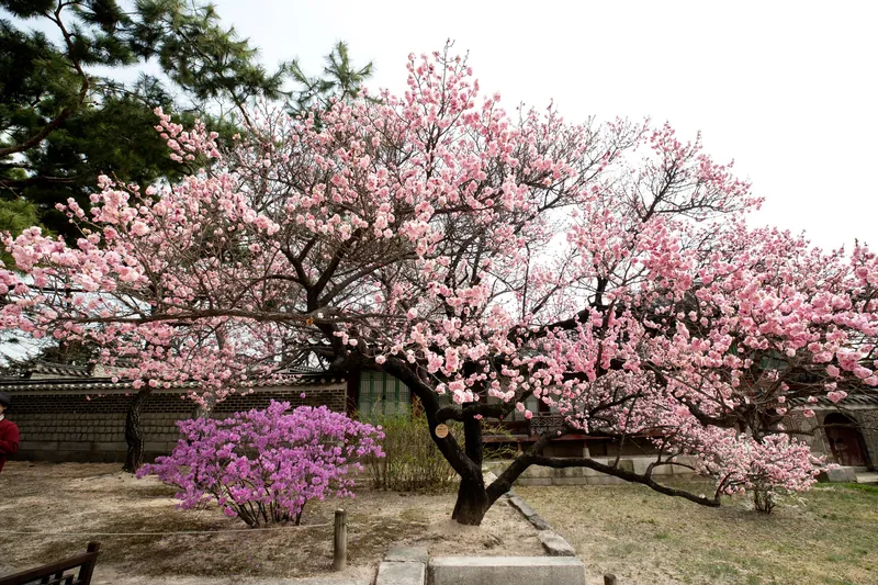 창덕궁