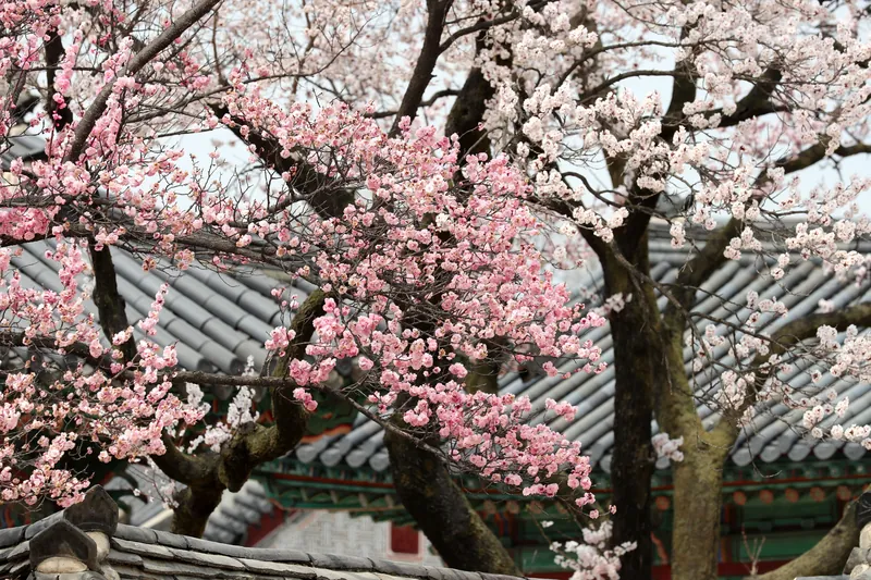 창덕궁