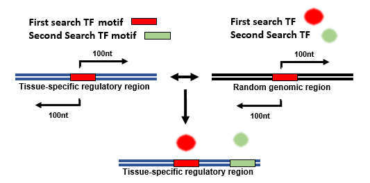 CocoTF diagram