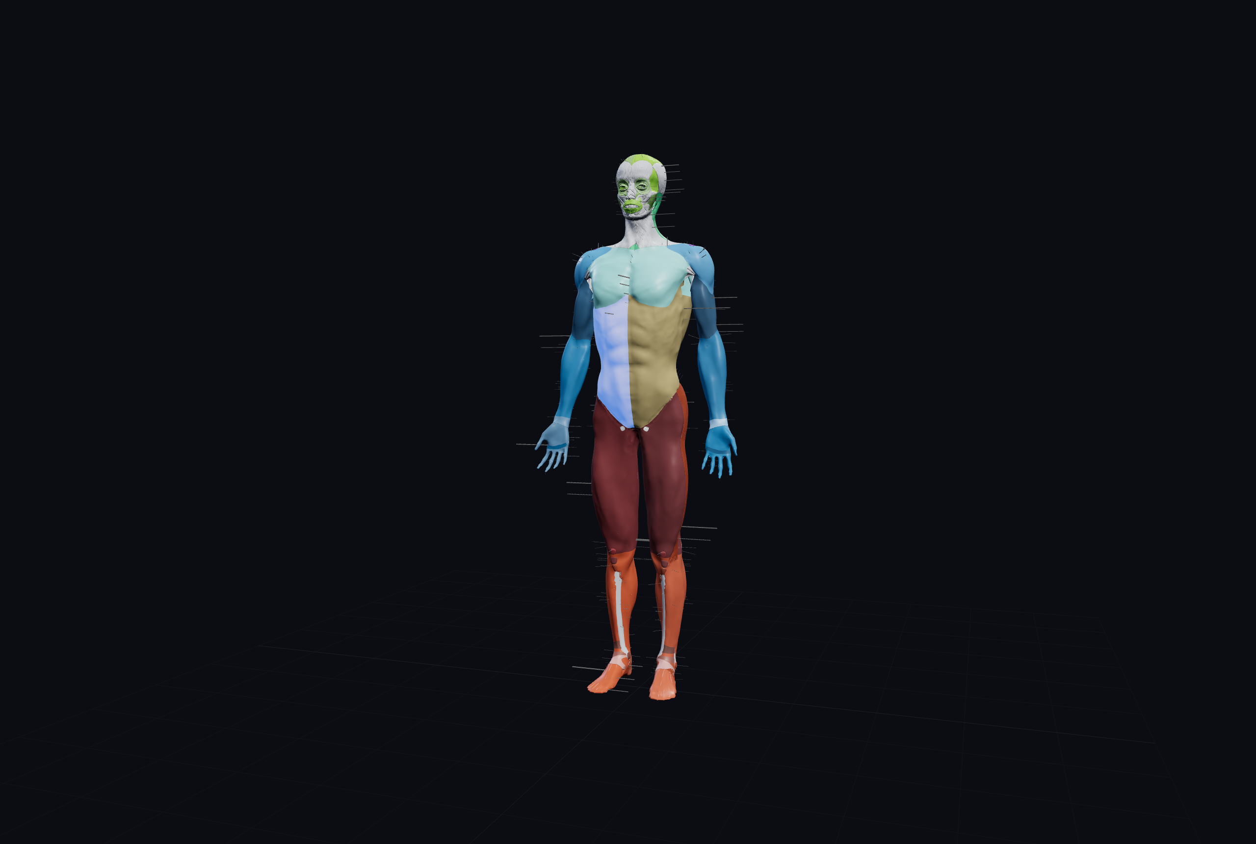 Skeleton with muscles, coloured by muscle group