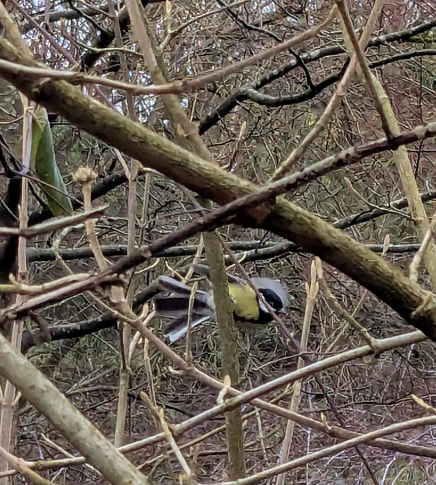 Black tit