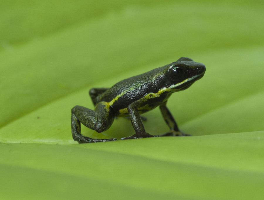 epipedobates narinensis