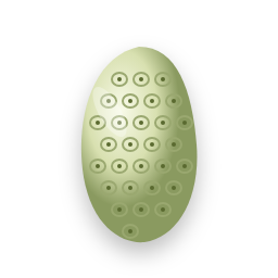 Noni