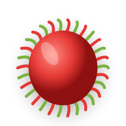 Rambutan