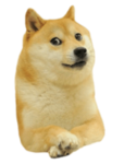 Doge