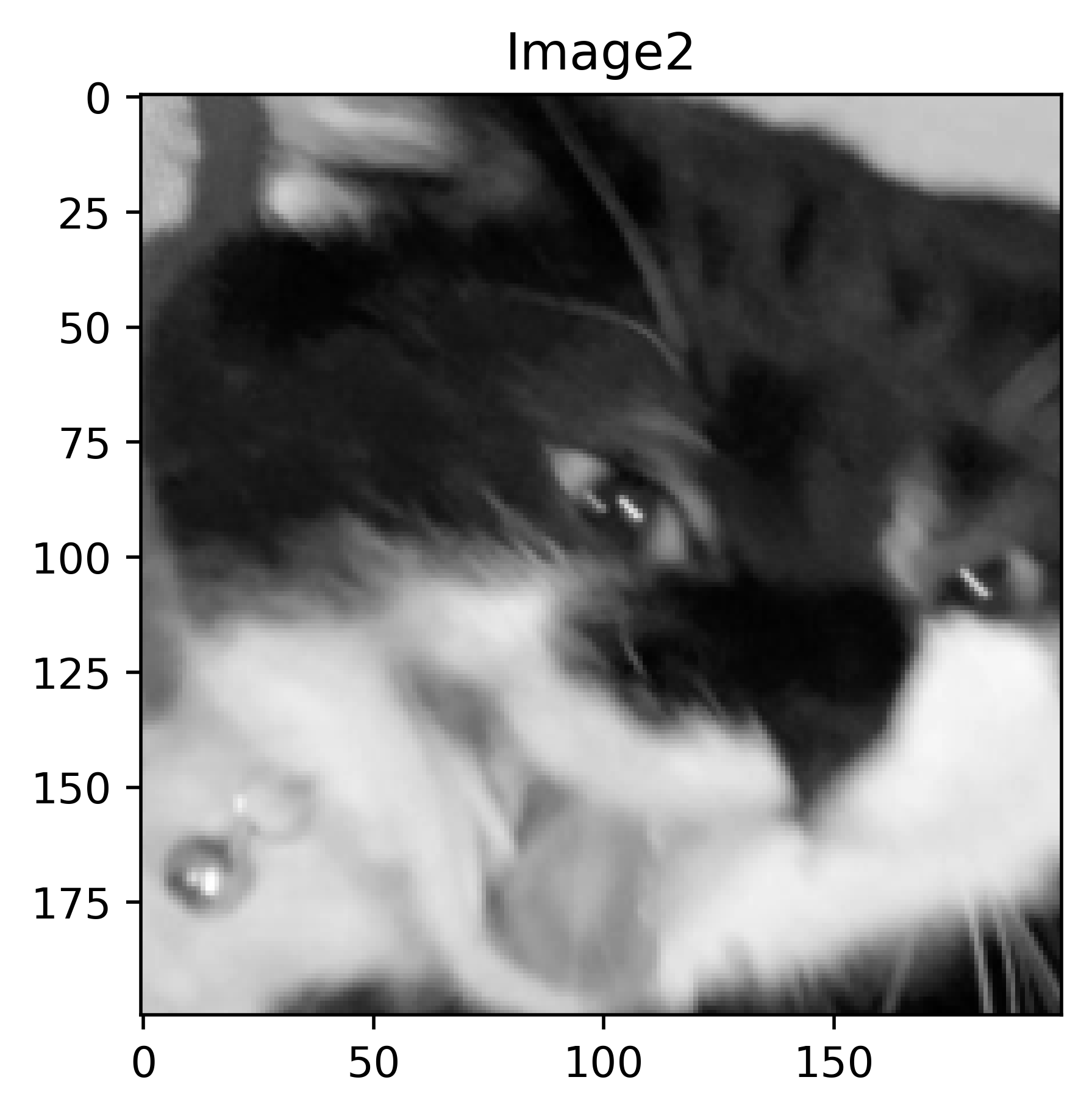 GitHub - AgamChopra/TorchPatchNMI: PyTorch based differentiable ...