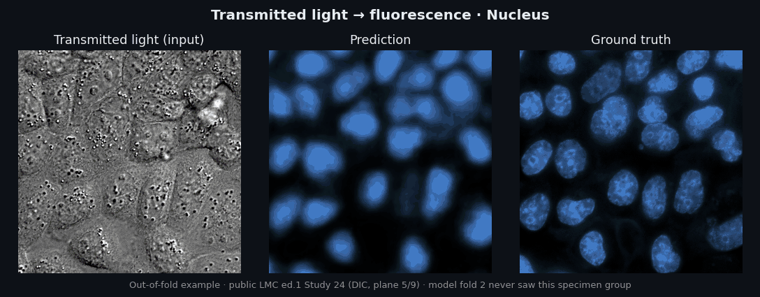 Transmitted-light input, predicted and ground-truth fluorescence for nucleus, mitochondria and tubulin