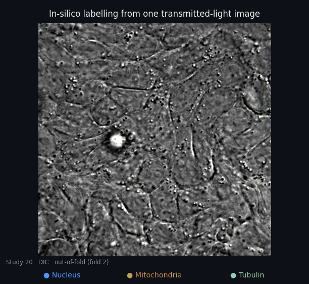 Wipe between a DIC image and the predicted nucleus, mitochondria and tubulin channels
