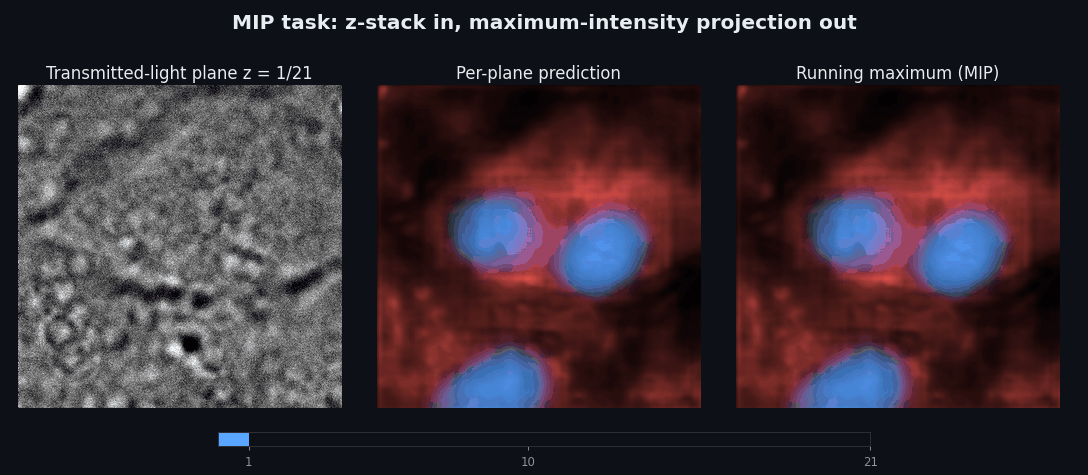 A transmitted-light z-stack, per-plane predictions and the running maximum projection