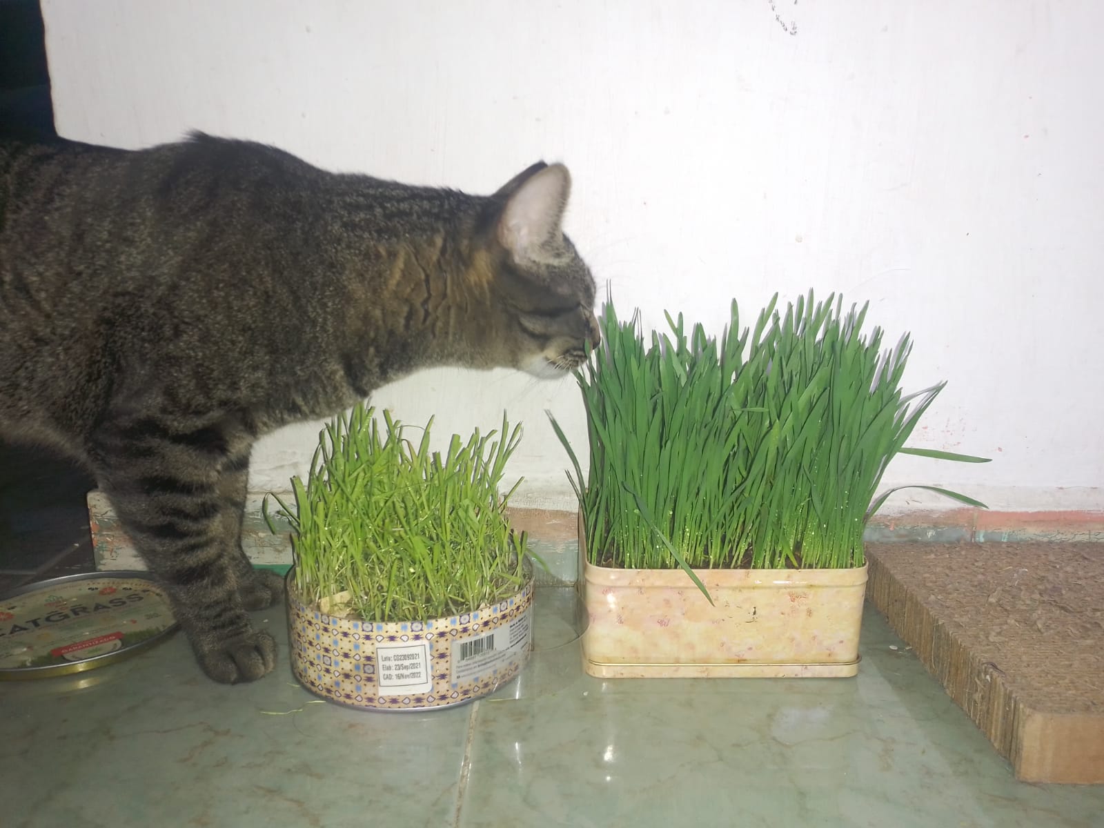 Cat_eating_grass_1