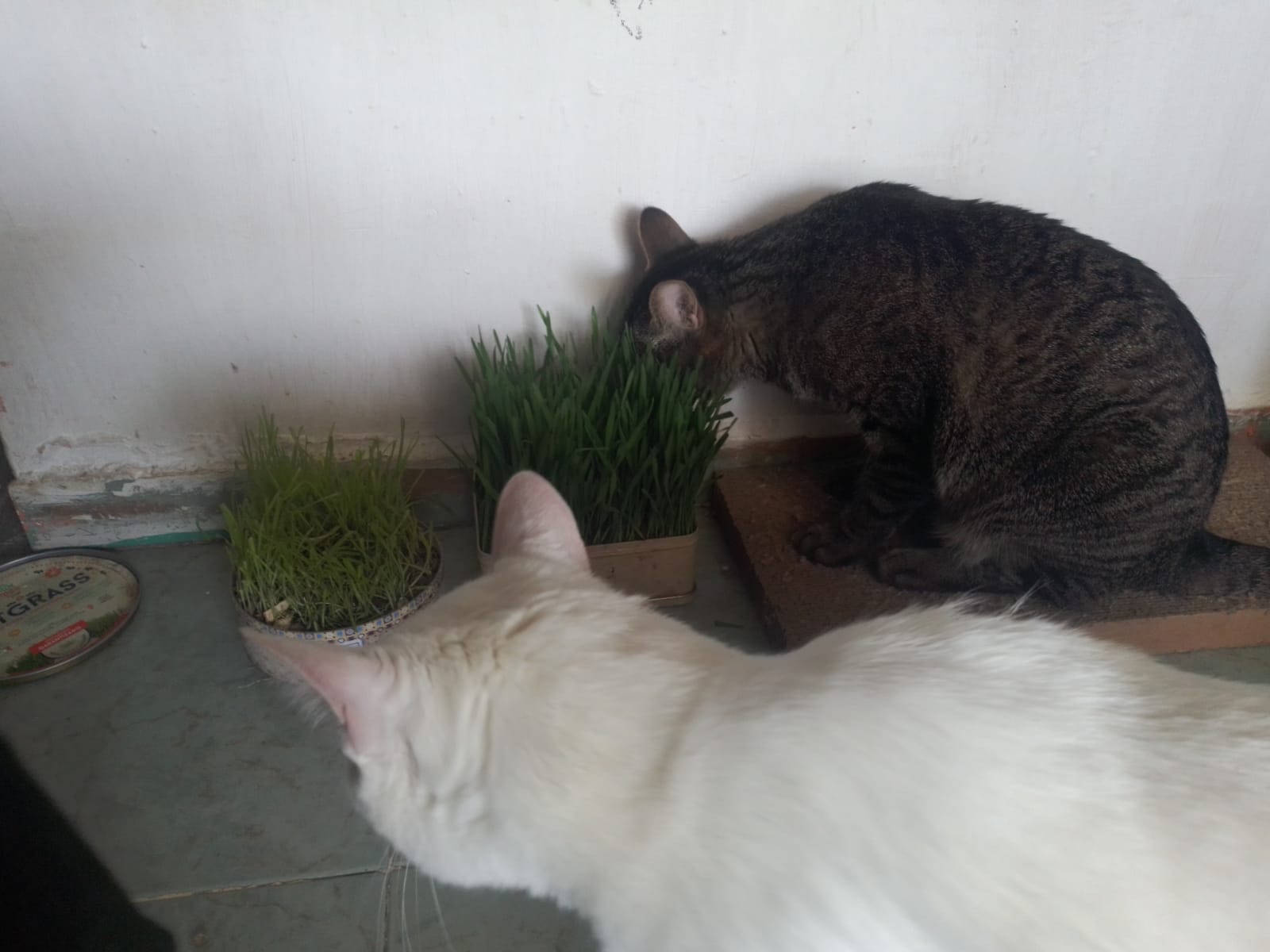 Cat_eating_grass_2