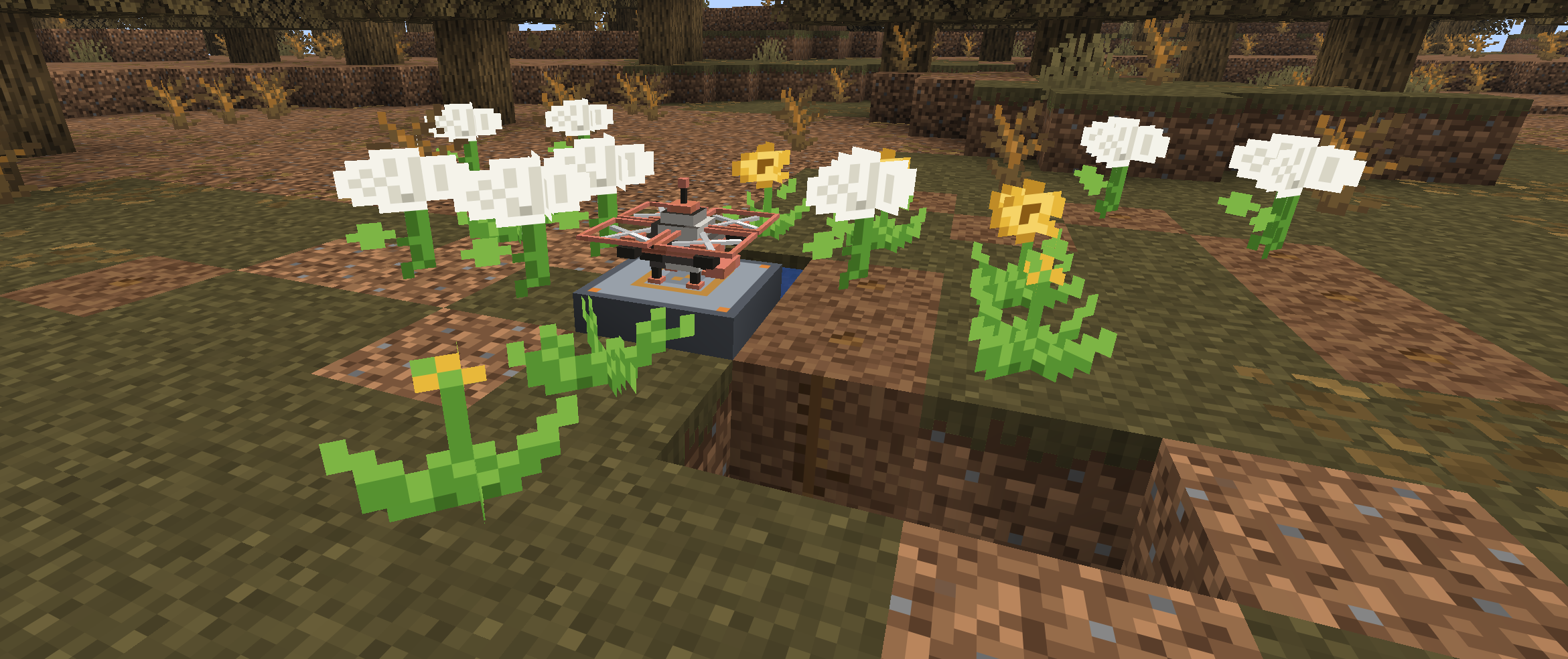 Kok-sagyz plantation with a garden drone and an exposed root