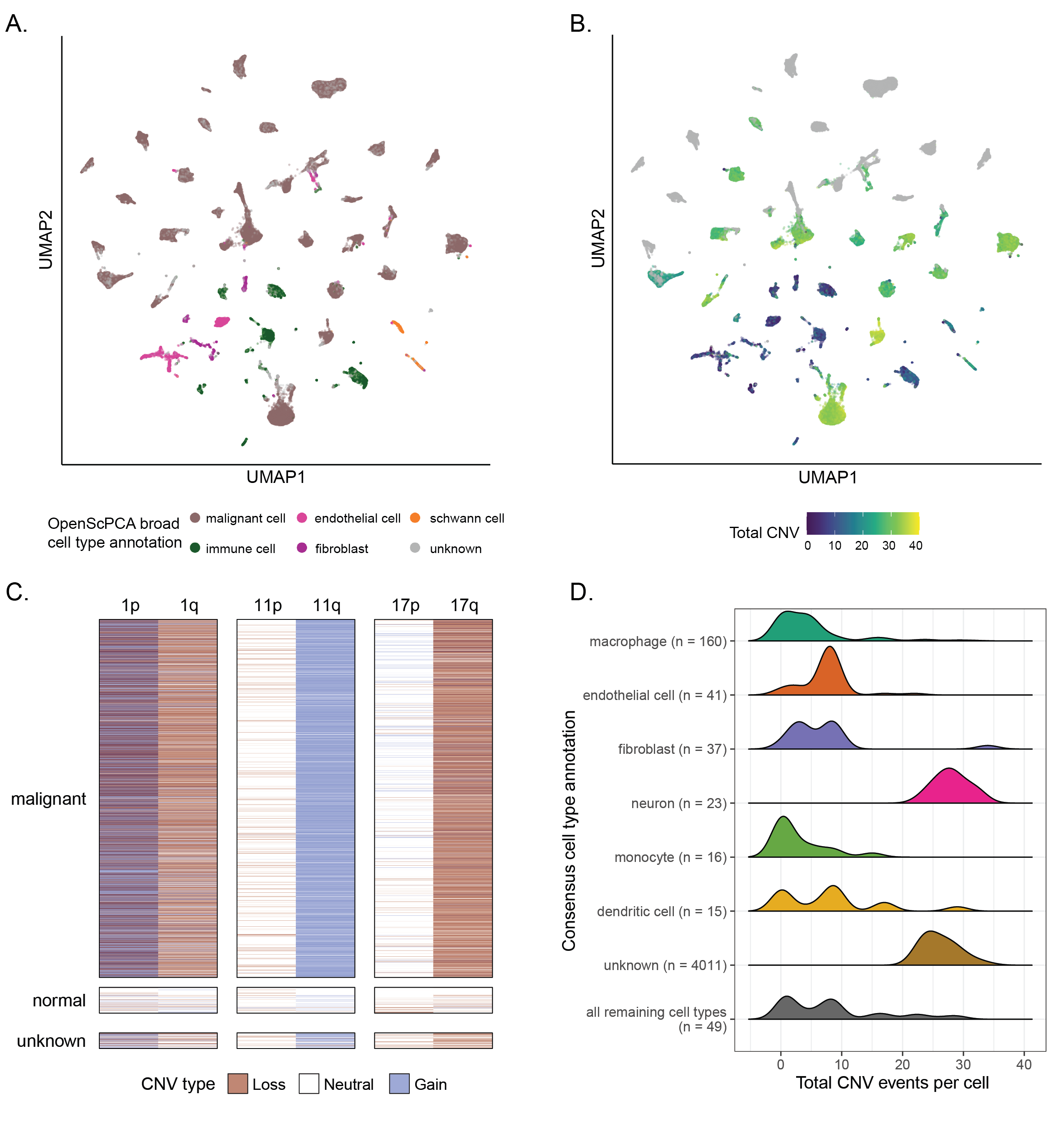 **Cell type annotation and CNV inference on neuroblastoma samples.**