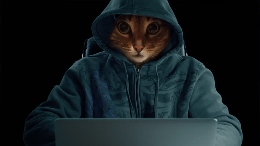 Hackercat