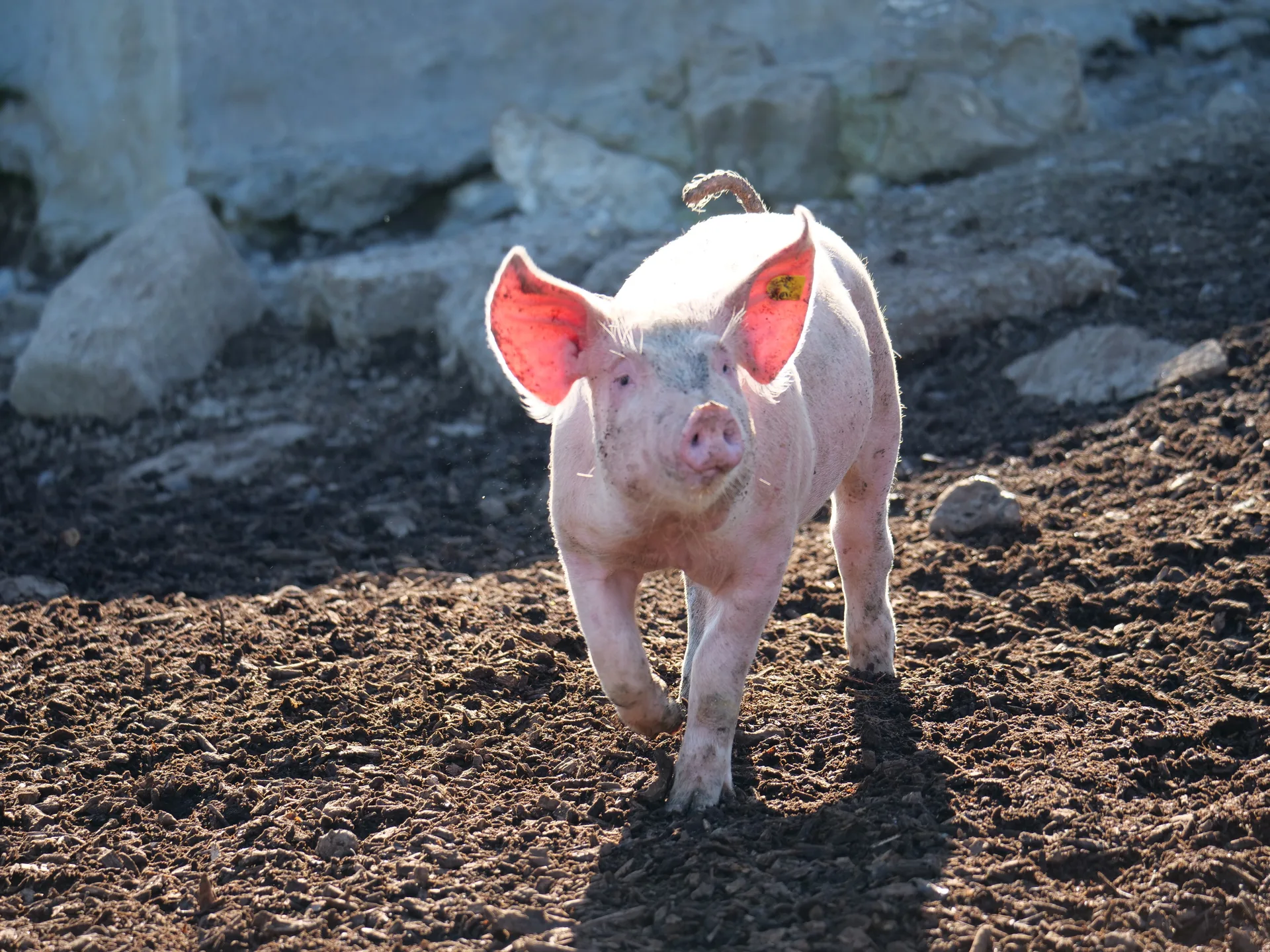 Cheese Making & Farm Visit — photograph 2