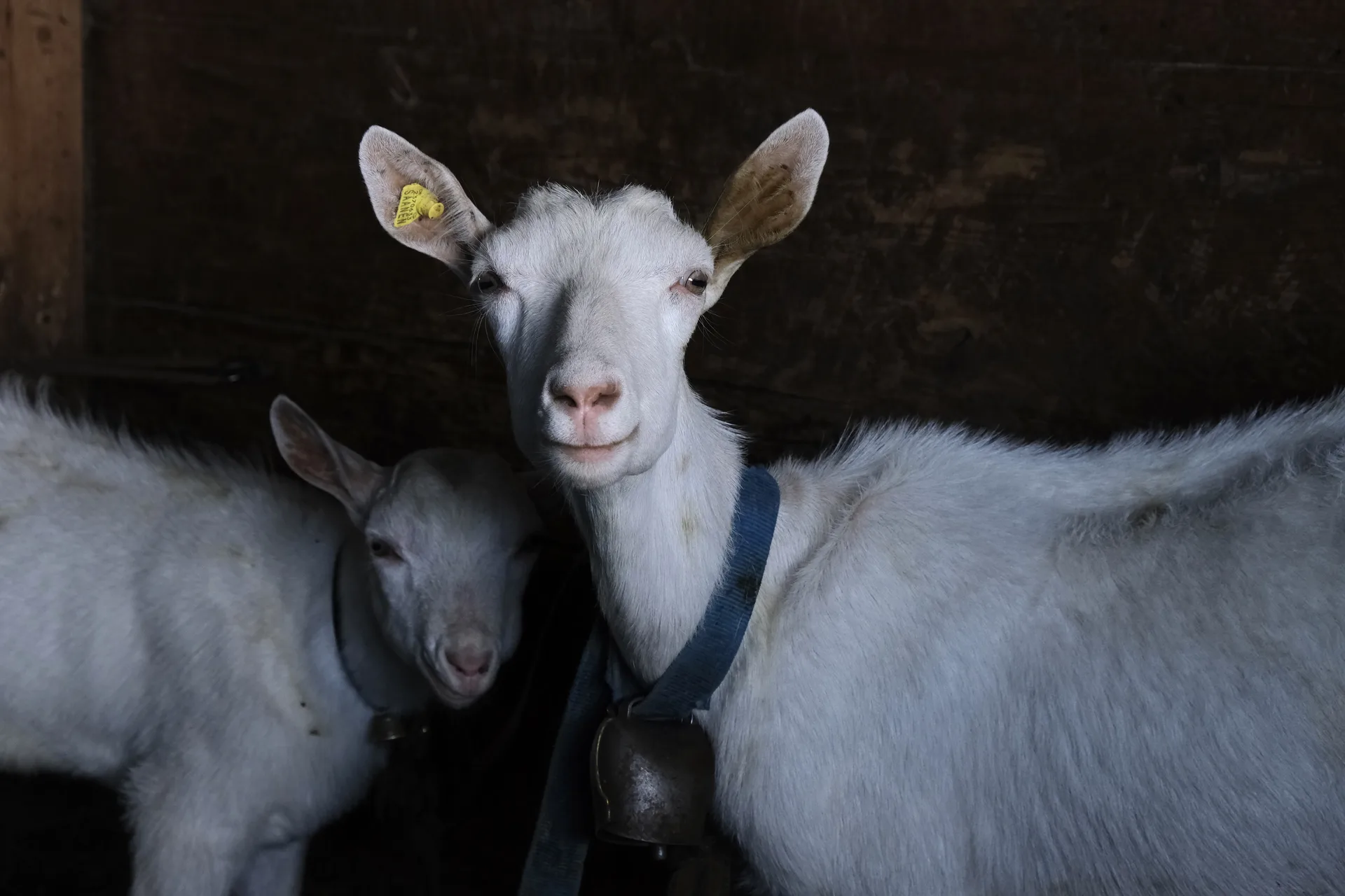 Cheese Making & Farm Visit — photograph 5