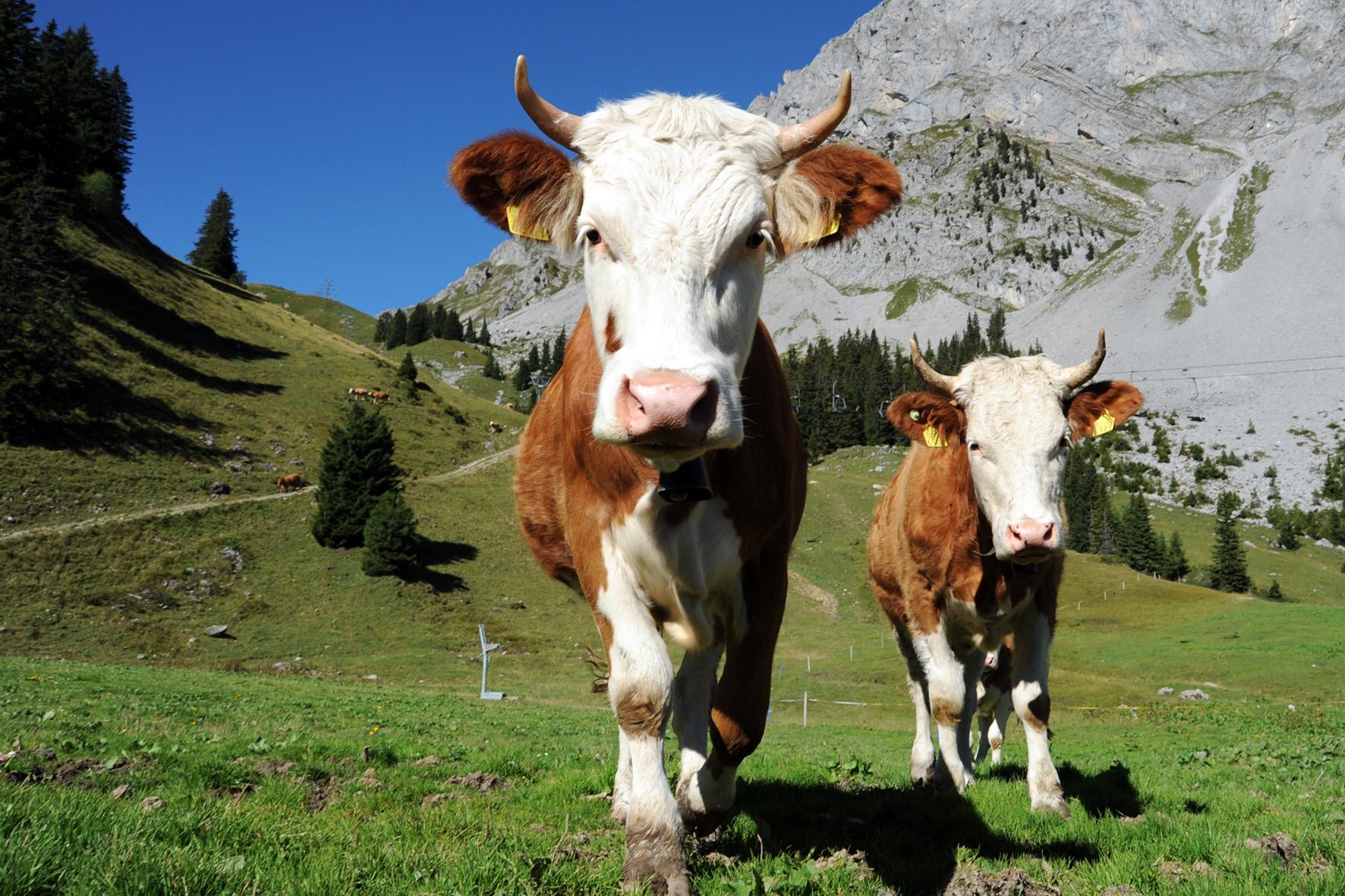 Cheese Making & Farm Visit — photograph 2
