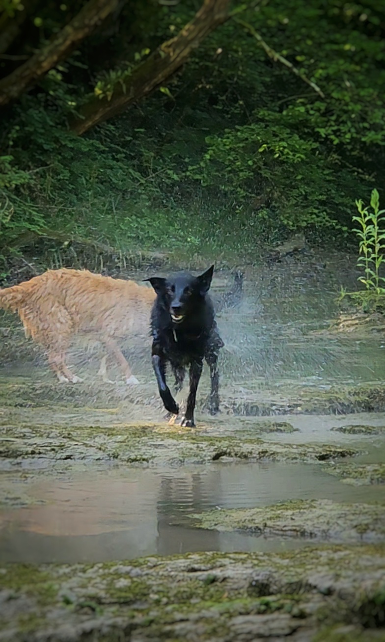 Garde de chien en rivière à Genève avec Altidogs