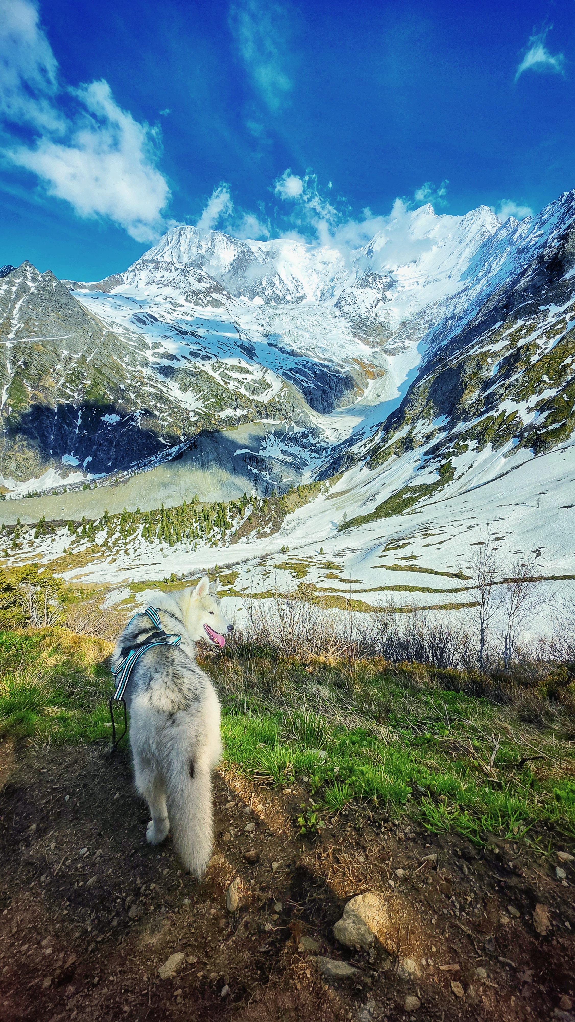 Garde de chien à Genève avec Altidogs Husky dans les alpes