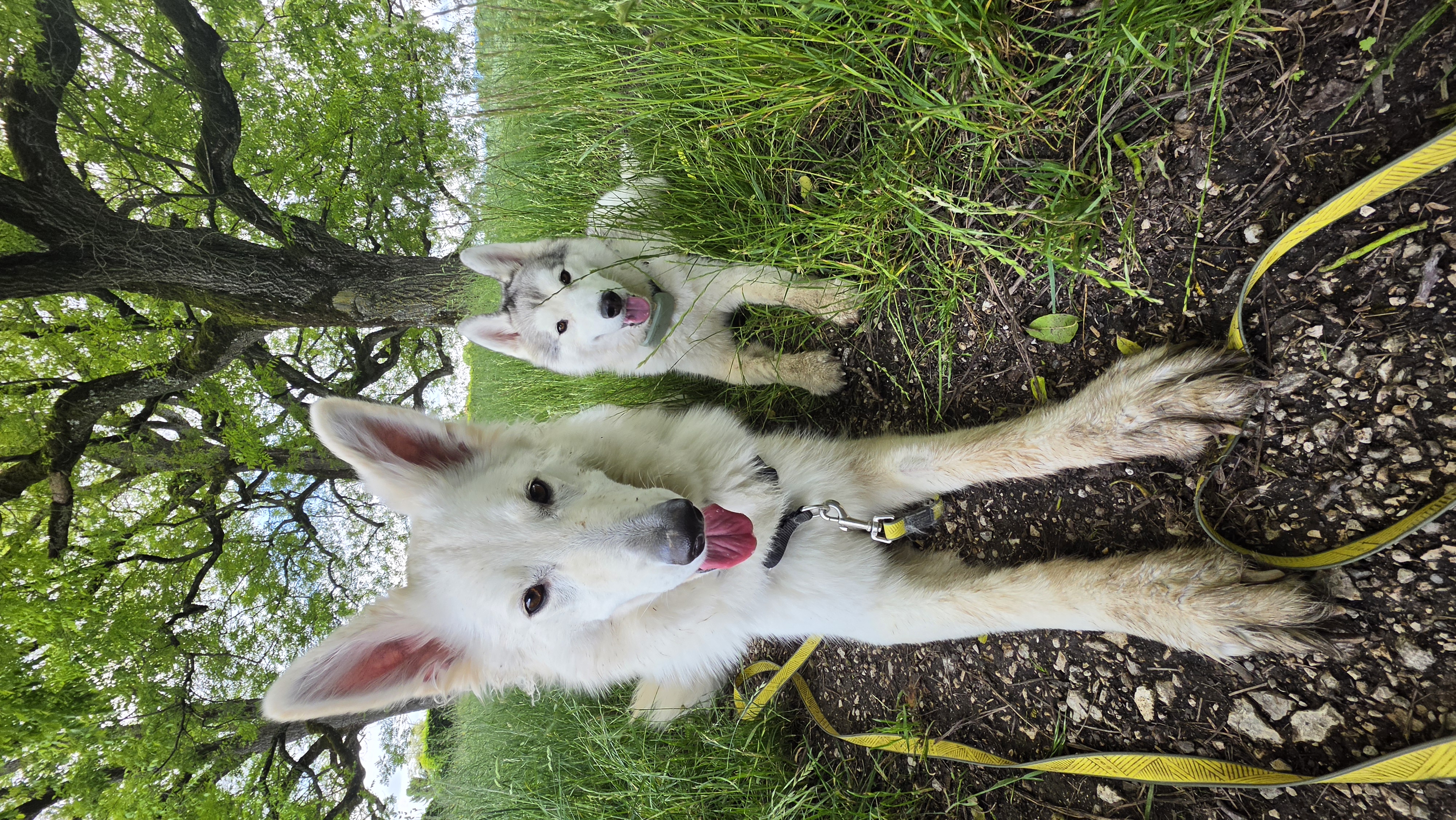 Garde de deux chiens couchés à Genève avec Altidogs