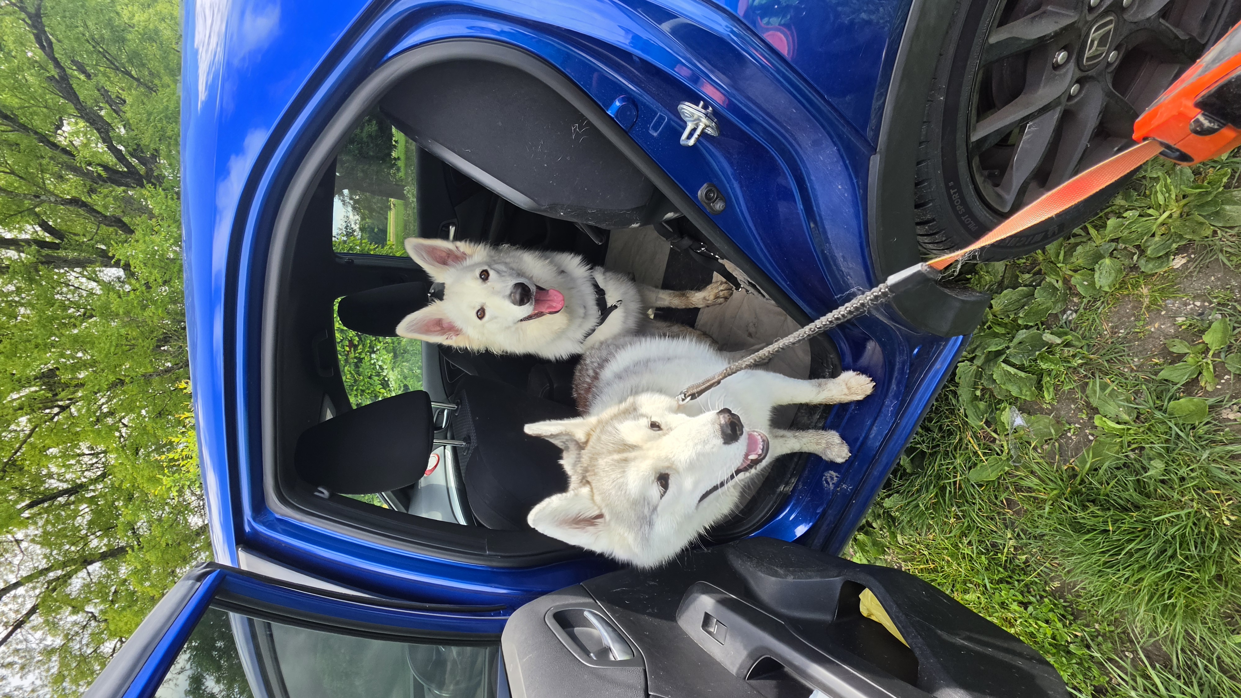 Garde de deux chiens à Genève avec Altidogs dans une voiture