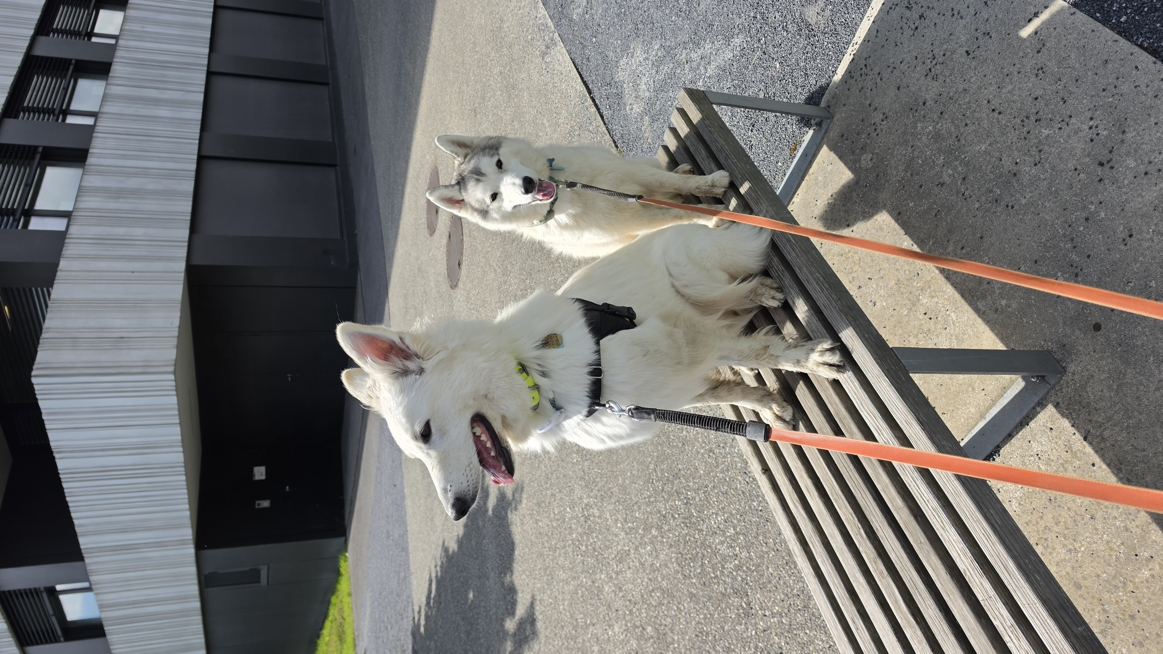 Garde de chien à Genève avec Altidogs Deux chiens au garde à vous