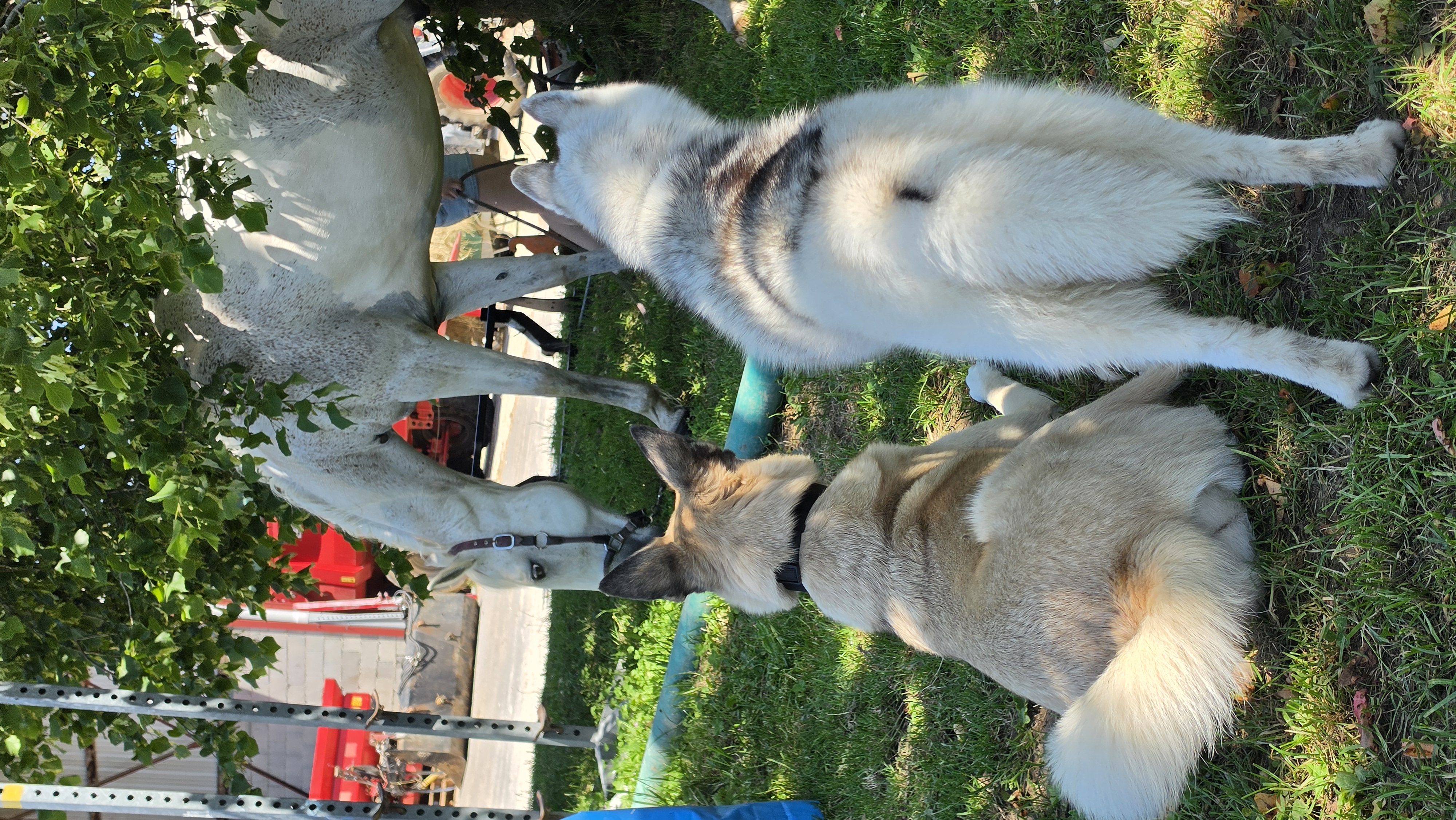 Garde de chien à Genève avec Altidogs Husky avec cheval