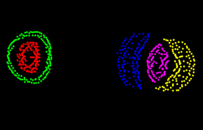 Particle Life