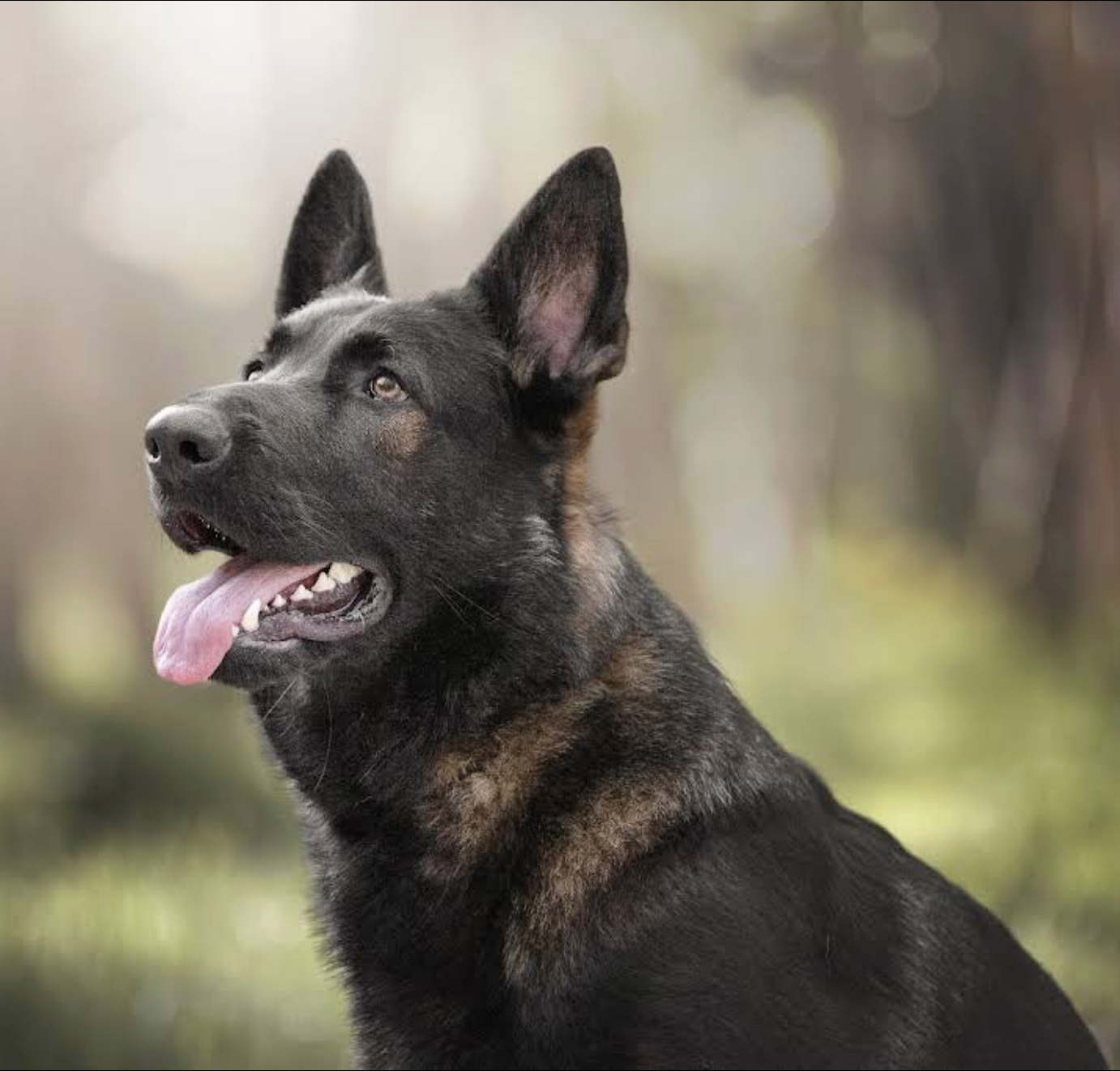Perro Mirko, mascota de Alicia Giménez
