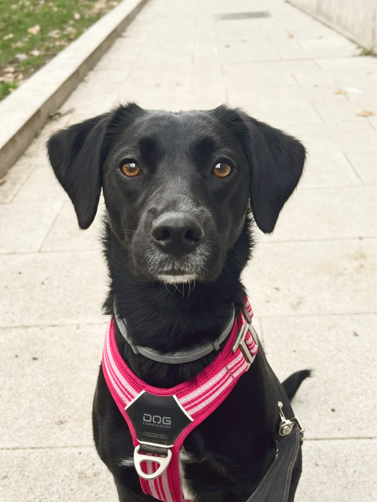 Perro Maya, mascota de Laura Morán
