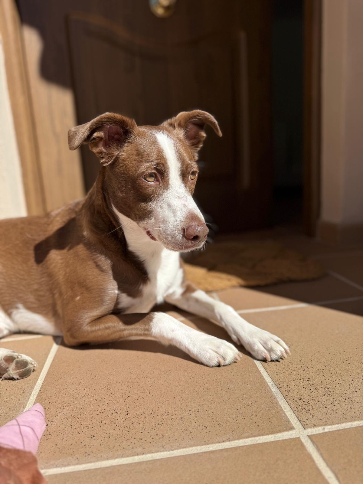 Perro Polo, mascota de Paula Jiménez