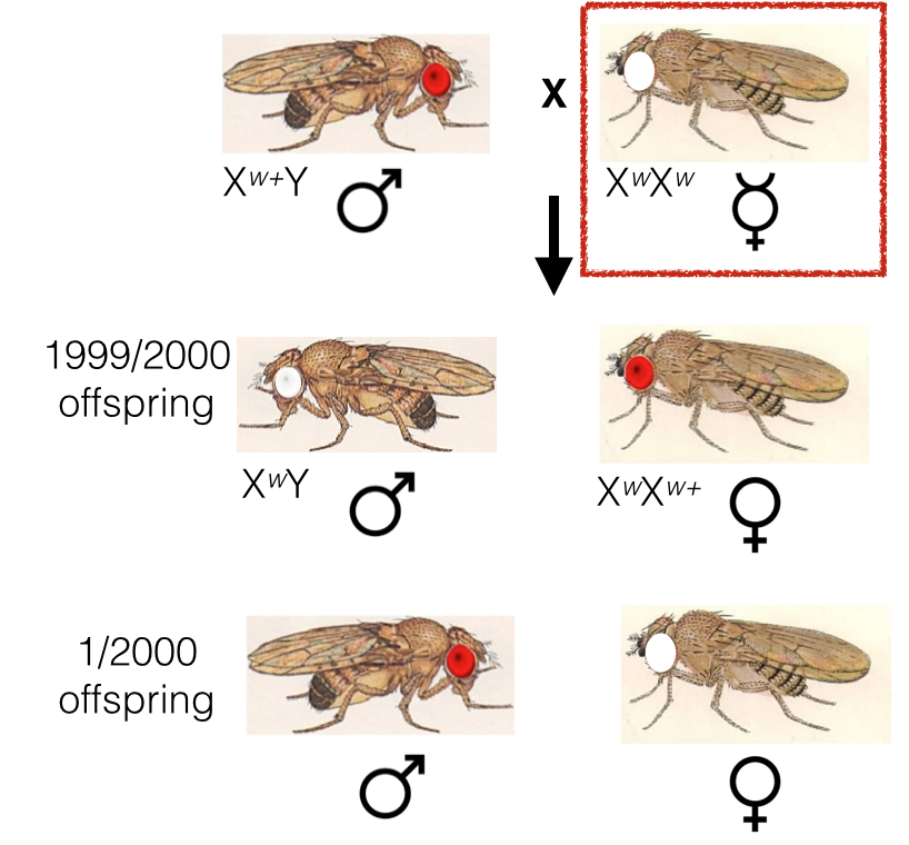 Какие причины могут вызвать мутации у дрозофил. Мутации дрозофилы. Муха дрозофила самец. Drosophila melanogaster мутации. Самка мухи.