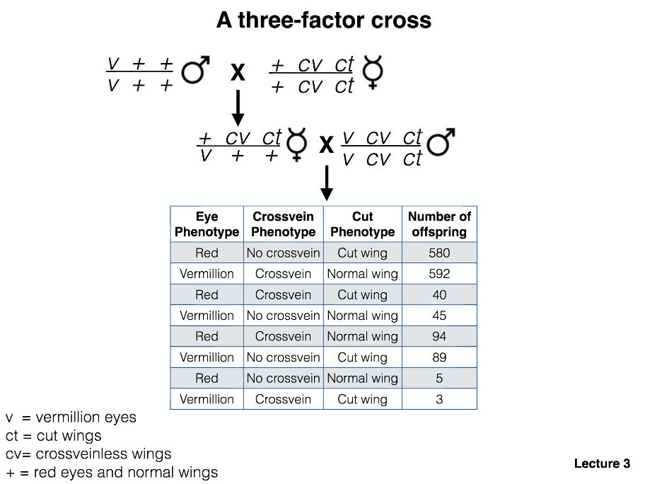 Three factor cross