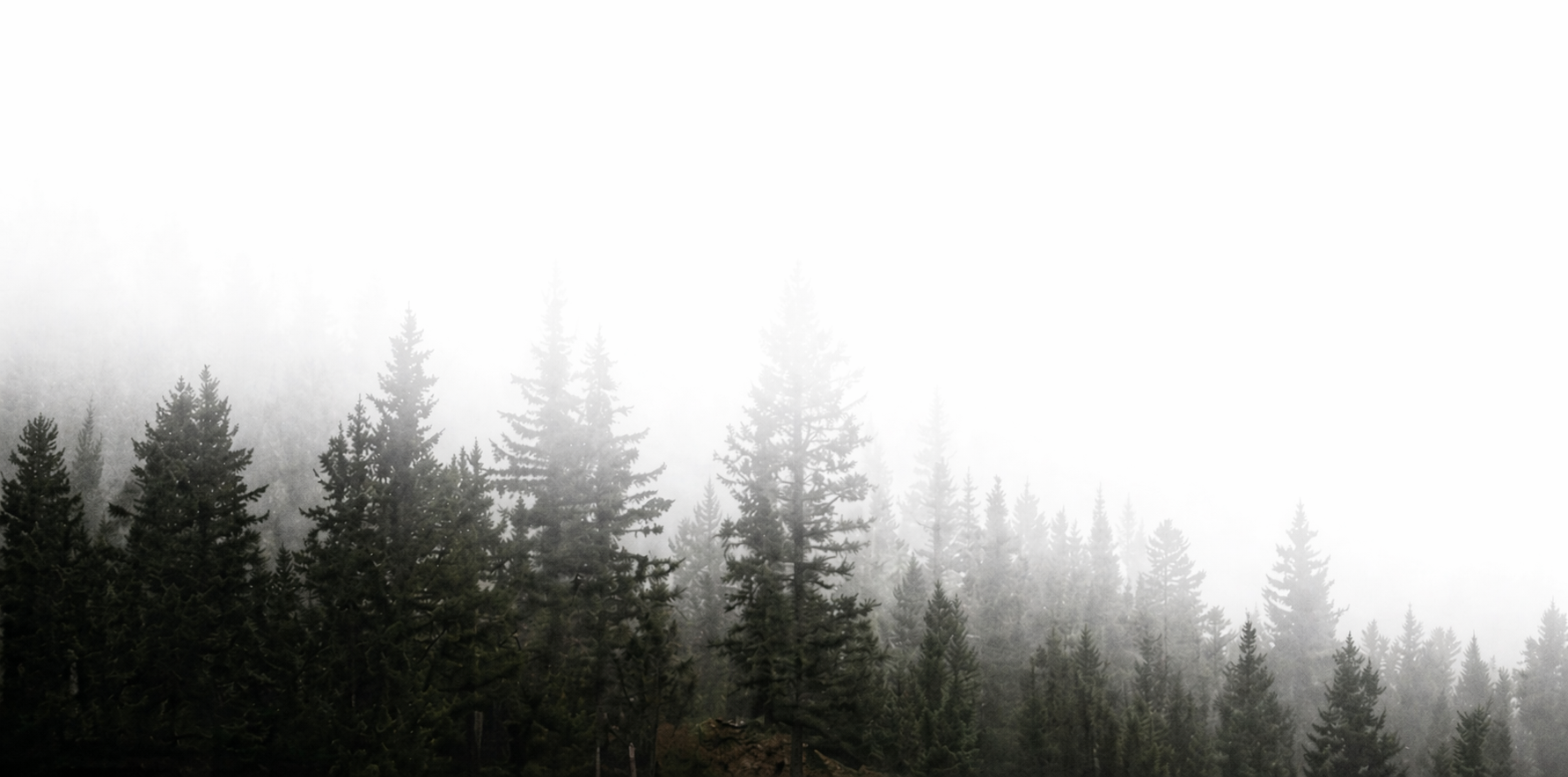 Forest background
