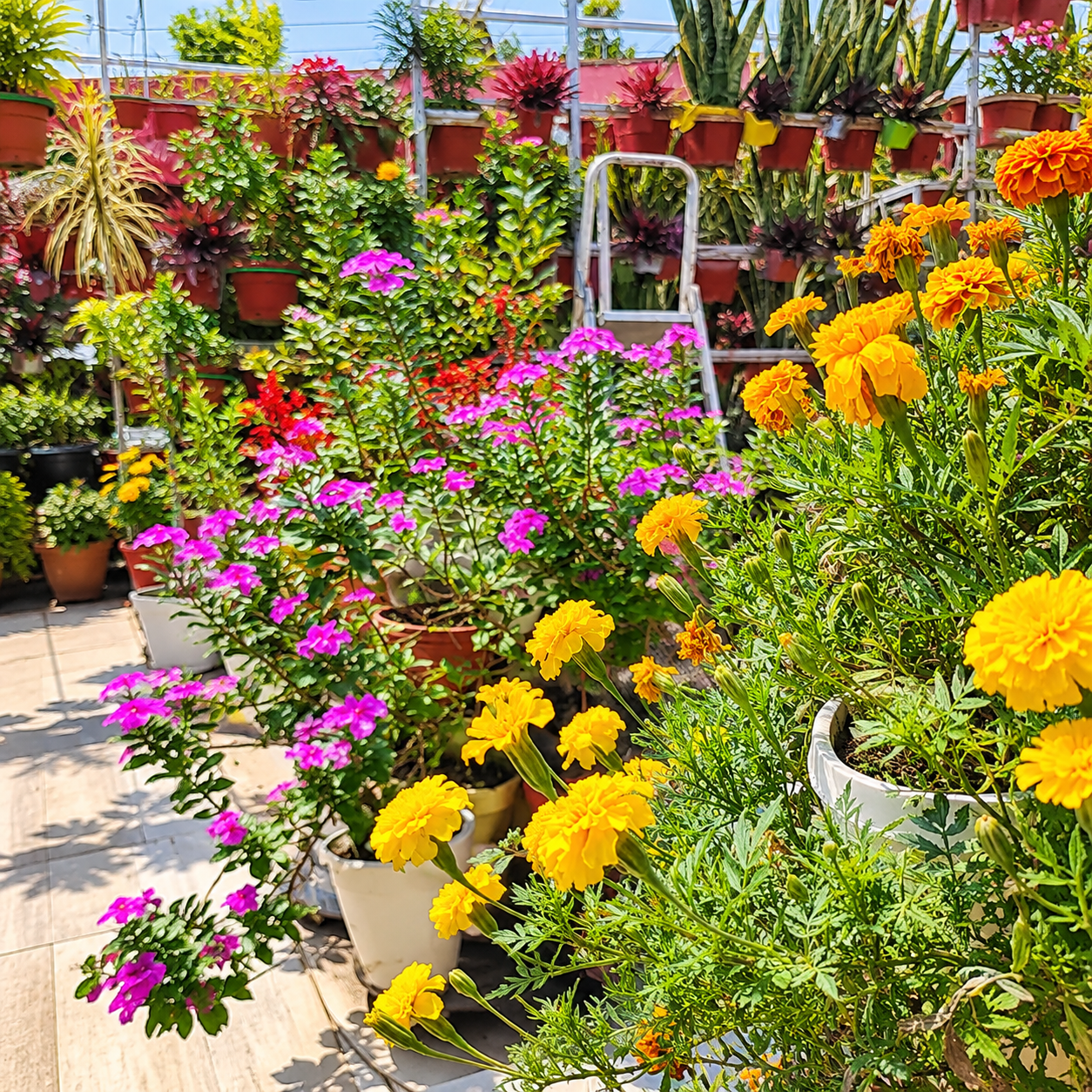 Flowering Plants