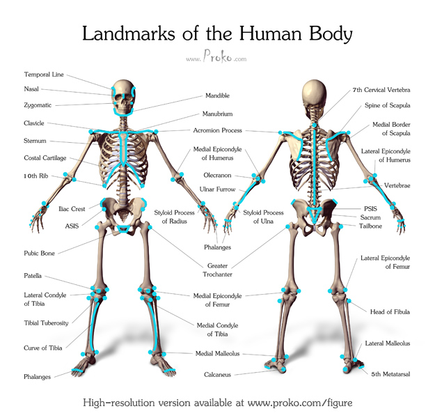 https://raw.githubusercontent.com/Antoni950425/Avatar-DigitalHumanModeling/main/03%20Pictures/11humanlandmarks.jpeg